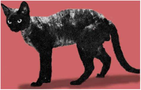 Devon+rex+breed+club